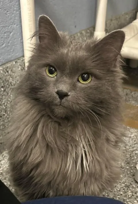 An adult medium-sized female Gray / Blue / Silver Domestic Long Hair cat named Belle for adoption in Fruit Heights, UT