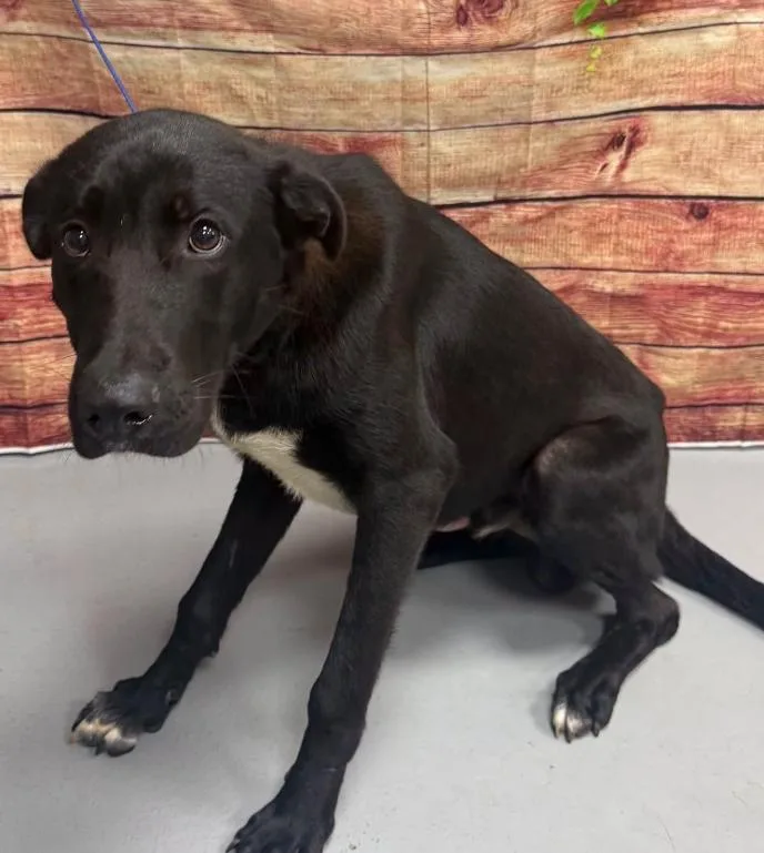 An adult medium-sized male Black Labrador Retriever dog named AC "Goblin" for adoption in Conyers, GA