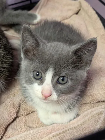 A baby small-sized female Gray / Blue / Silver Domestic Short Hair cat named 61709156 for adoption in El Paso, TX