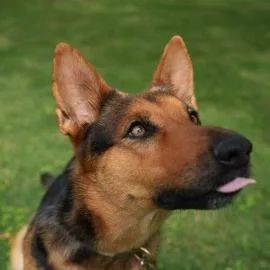 An adult medium-sized female German Shepherd Dog dog named Persephone for adoption in Austin, TX