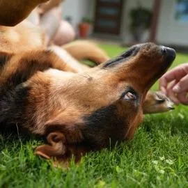 Persephone thumbnail 2