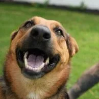 Persephone thumbnail 3