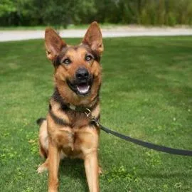 Persephone thumbnail 5