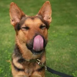 Persephone thumbnail 6