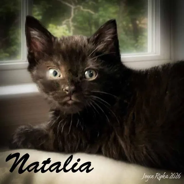A baby small-sized female Domestic Short Hair cat named Natalia for adoption in Haw River, NC