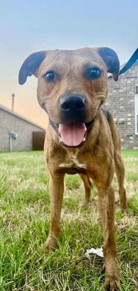 A young medium-sized female Pit Bull Terrier dog named Ruth for adoption in Shawnee, OK