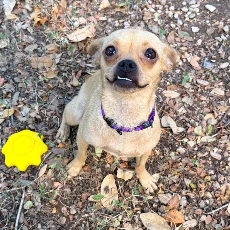 A young small-sized female Chihuahua dog named Heidi for adoption in Corpus Christi, TX