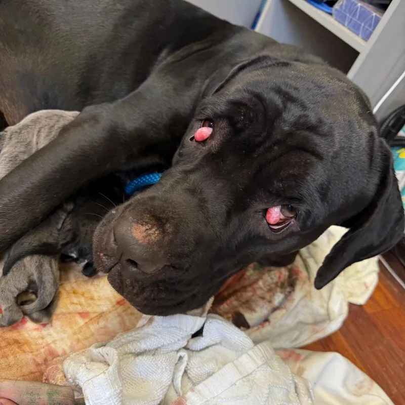 An adult large-sized female Black Cane Corso dog named Akanani for adoption in Wahiawa, HI