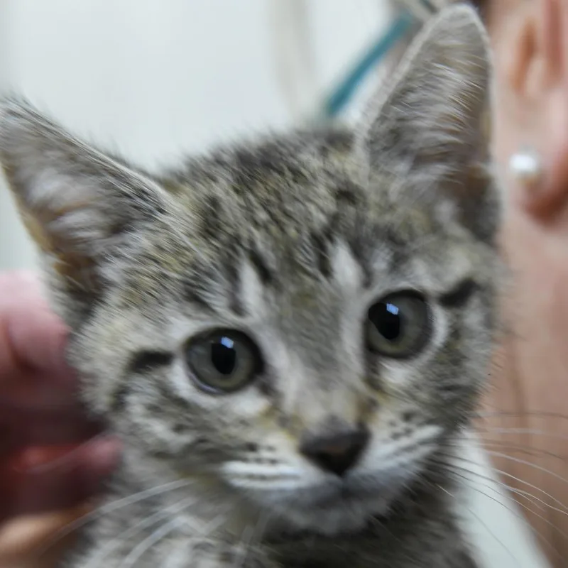 A baby small-sized female Brown / Chocolate Domestic Short Hair cat named Indy for adoption in Redwood City, CA