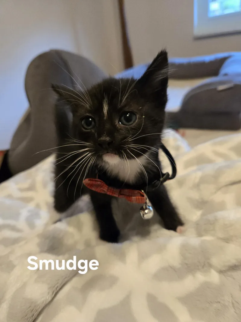 Smudge