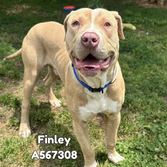 A young medium-sized male Pit Bull Terrier dog named Finley for adoption in Huntsville, AL