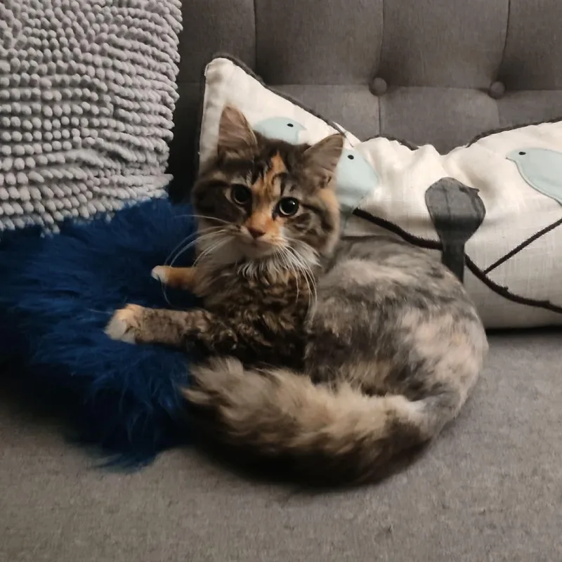 A baby small-sized female Calico Domestic Long Hair cat named Bunny for adoption in Bellmawr, NJ