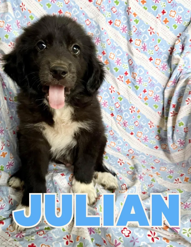 A baby large-sized male Great Pyrenees dog named Julian for adoption in Shalimar, FL
