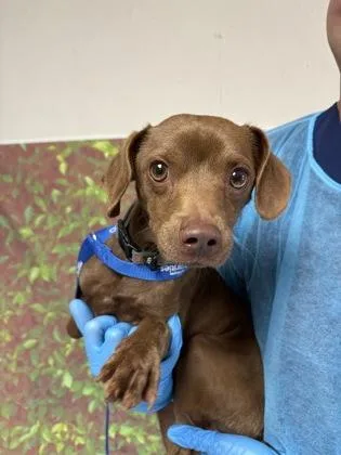 An adult small-sized male Chihuahua dog named Ryder for adoption in San Antonio, TX