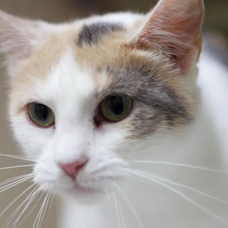 A senior medium-sized female Domestic Short Hair cat named Sabrina for adoption in Cumming, GA
