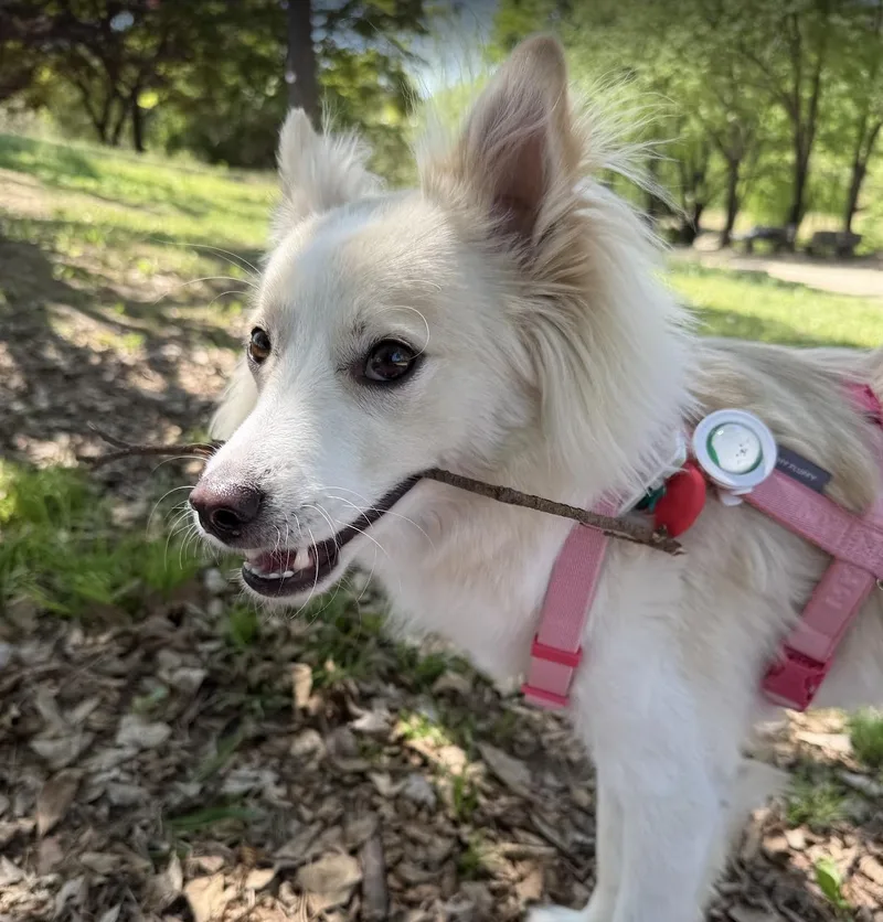 A young small-sized male Japanese Spitz dog named Marine for adoption in DANVERS, MA