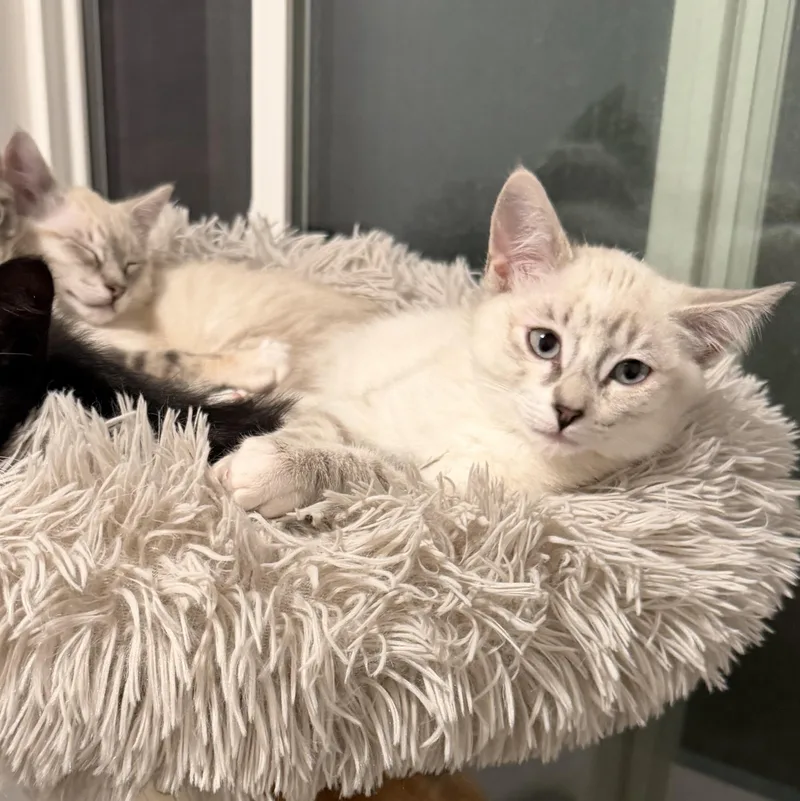 A baby medium-sized female Lilac Point Domestic Short Hair cat named Martini for adoption in Midvale, UT