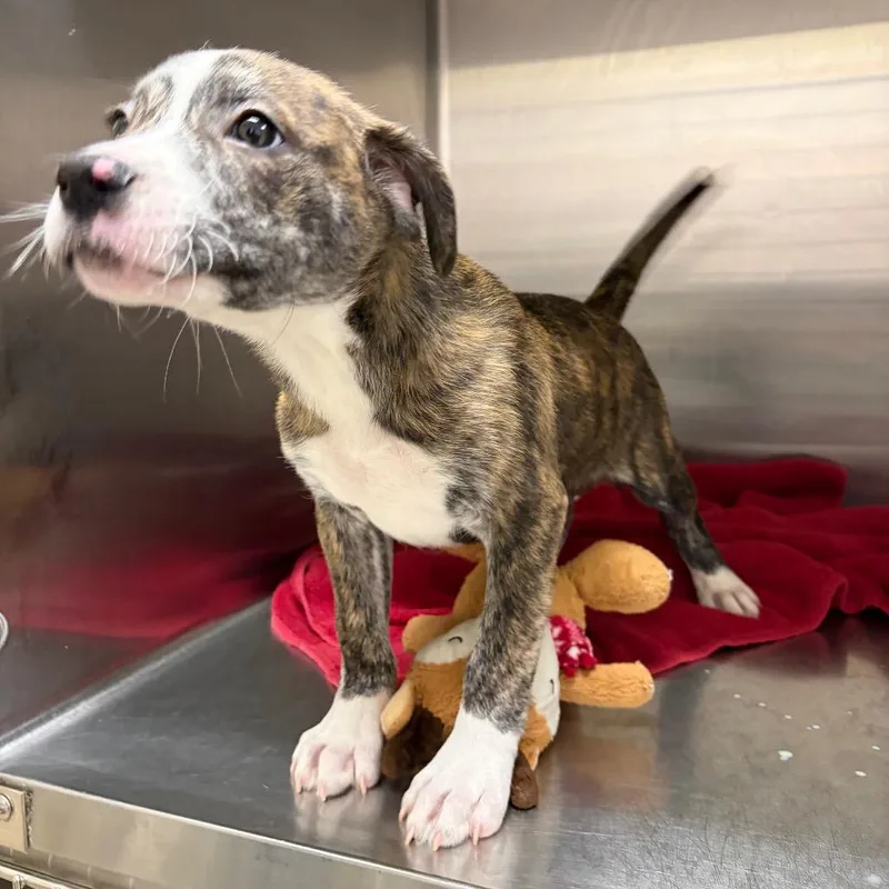 A baby medium-sized male Mountain Cur dog named Loki for adoption in Cumming, GA