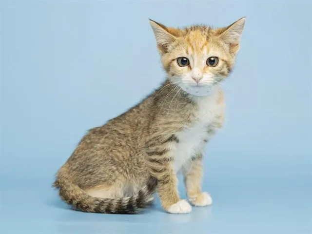 A baby small-sized female Domestic Short Hair cat named Kiki for adoption in Phoenix, AZ