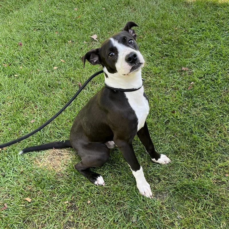 A young medium-sized male American Staffordshire Terrier dog named Pepper for adoption in Mount Pleasant, MI
