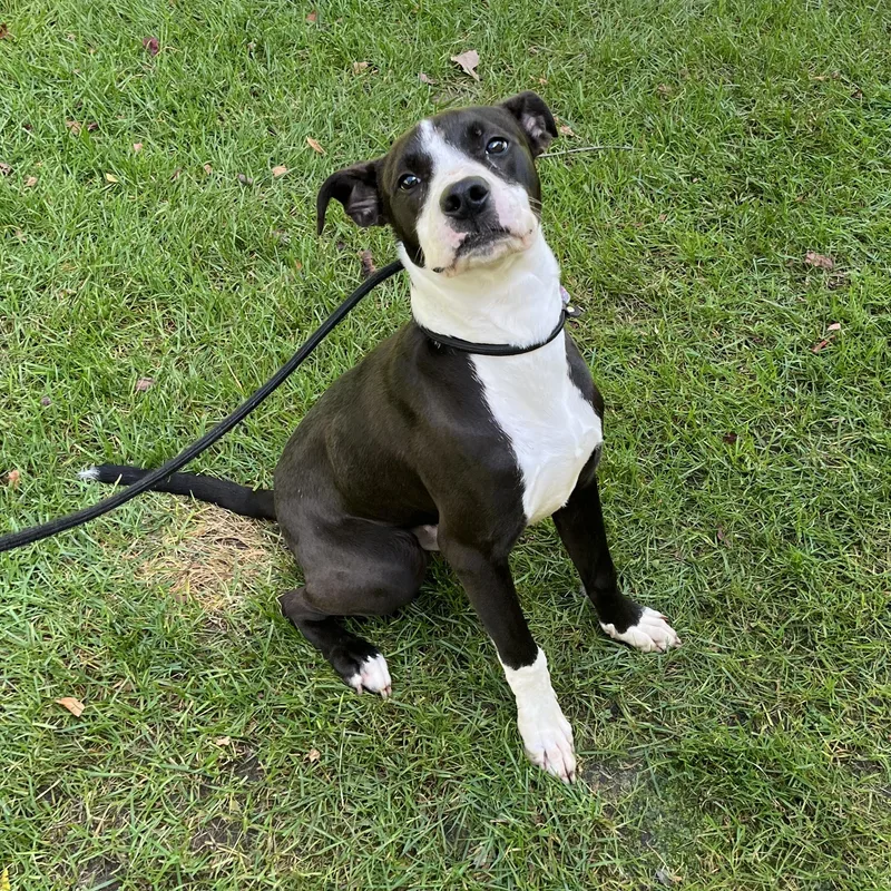 Pepper thumbnail 3