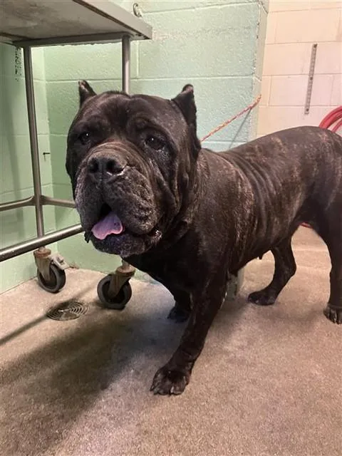 A young extra large-sized female Cane Corso dog named Lucy for adoption in Sacramento, CA