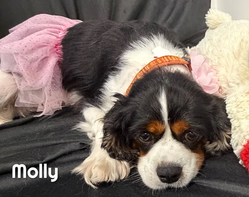 Molly thumbnail 2