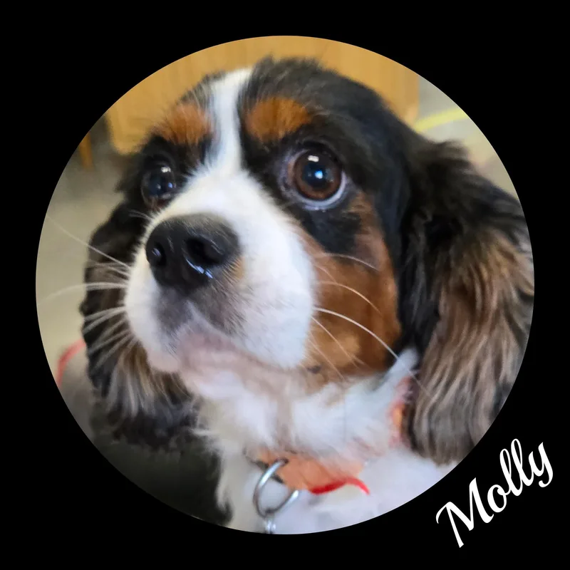 Molly thumbnail 3