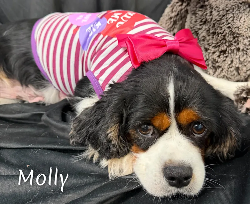 Molly thumbnail 5