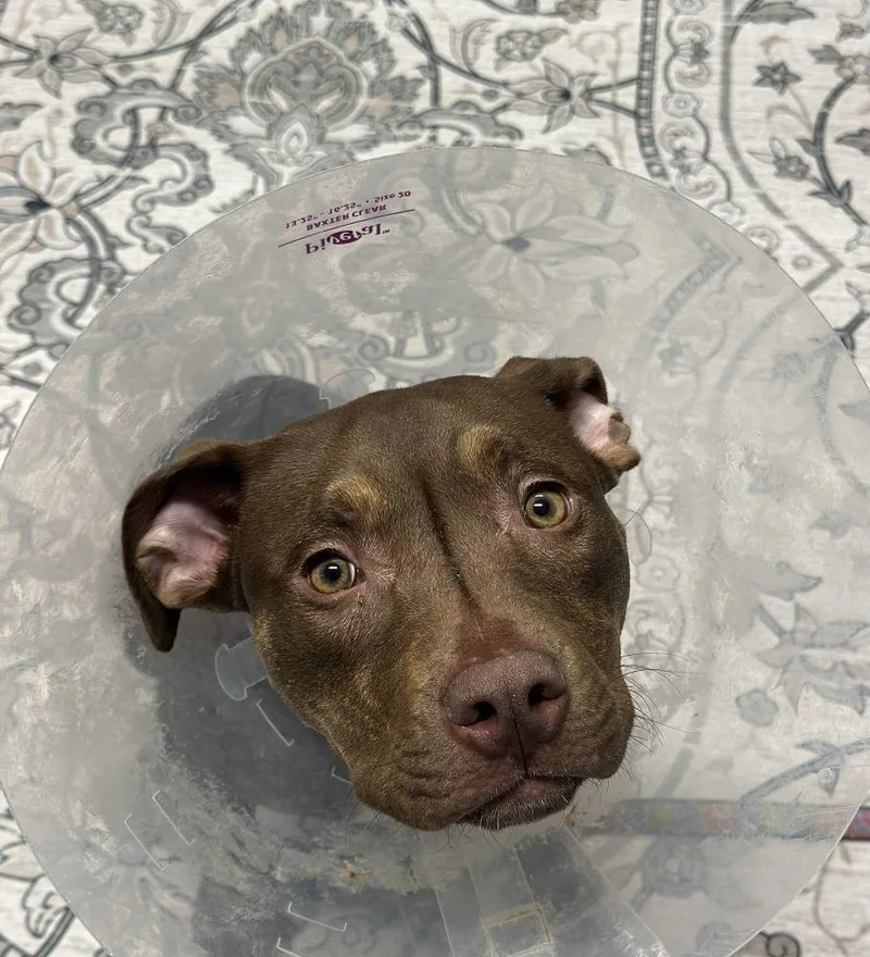 A baby medium-sized female Brown / Chocolate Mixed Breed dog named Riya for adoption in Alexandria, VA