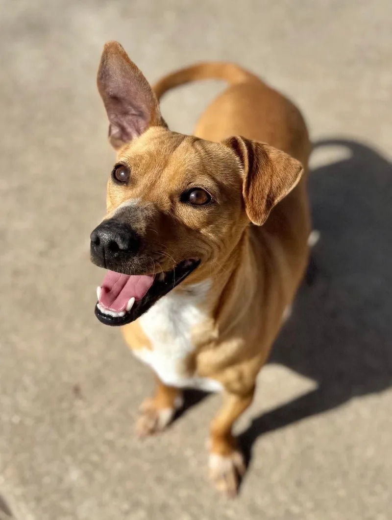 Roxy