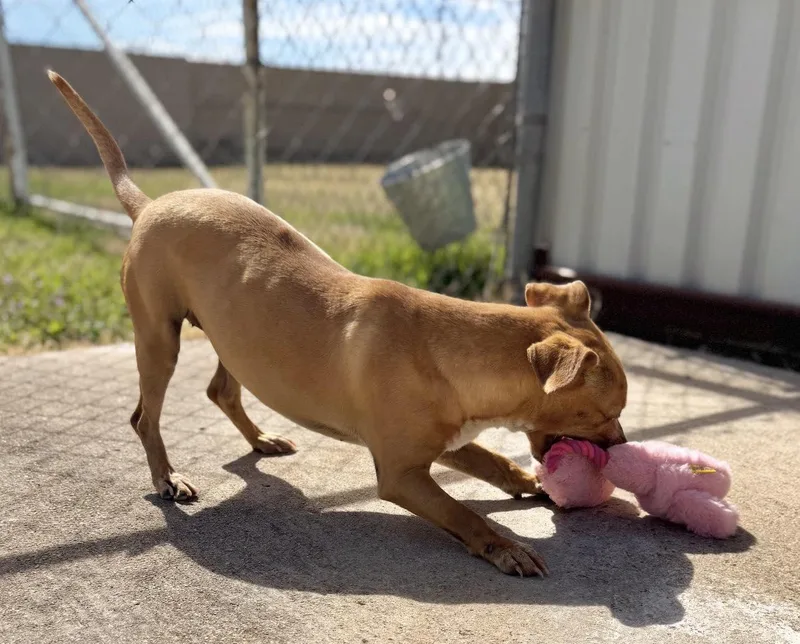Roxy thumbnail 2
