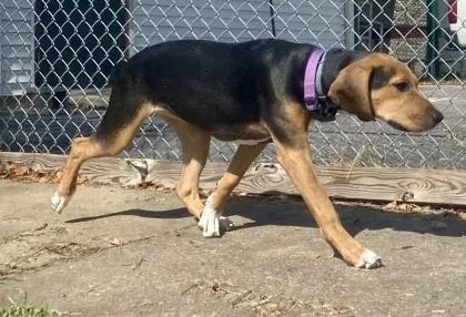 A young small-sized female Tricolor (Brown, Black, & White) Coonhound dog named Bonnie for adoption in Glasgow, KY