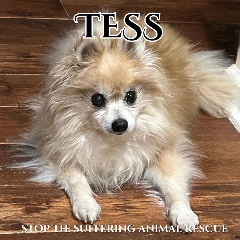 Tess thumbnail 5