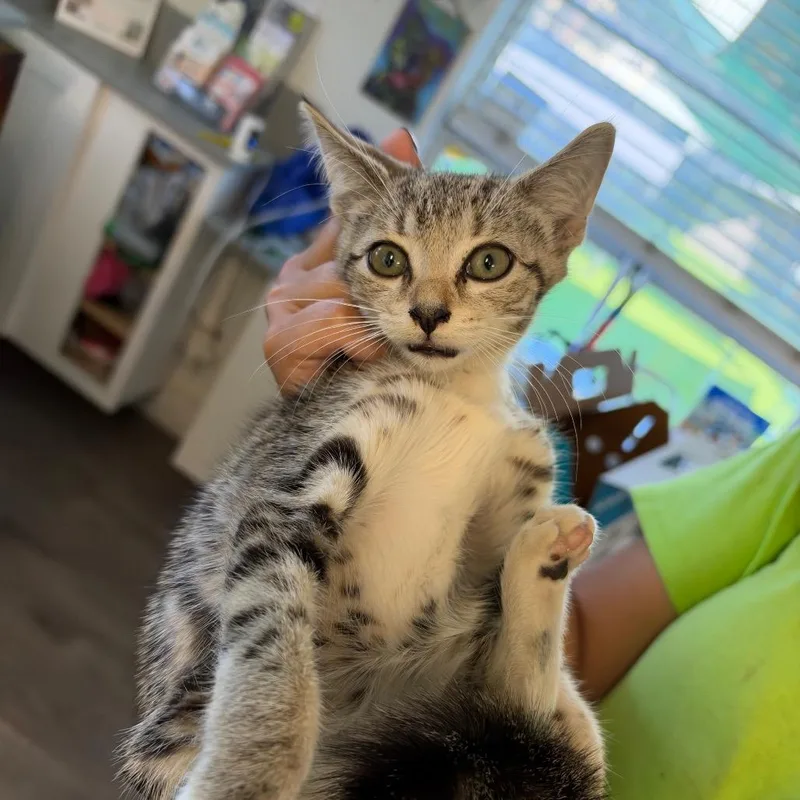 A baby small-sized male Domestic Short Hair cat named Harry for adoption in Tampa, FL