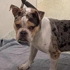 An adult medium-sized male Gray / Blue / Silver Mixed Breed dog named Wawa for adoption in Jacksonville, FL