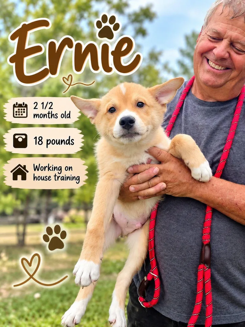 A baby large-sized male Labrador Retriever dog named Ernie for adoption in Fort Worth, TX
