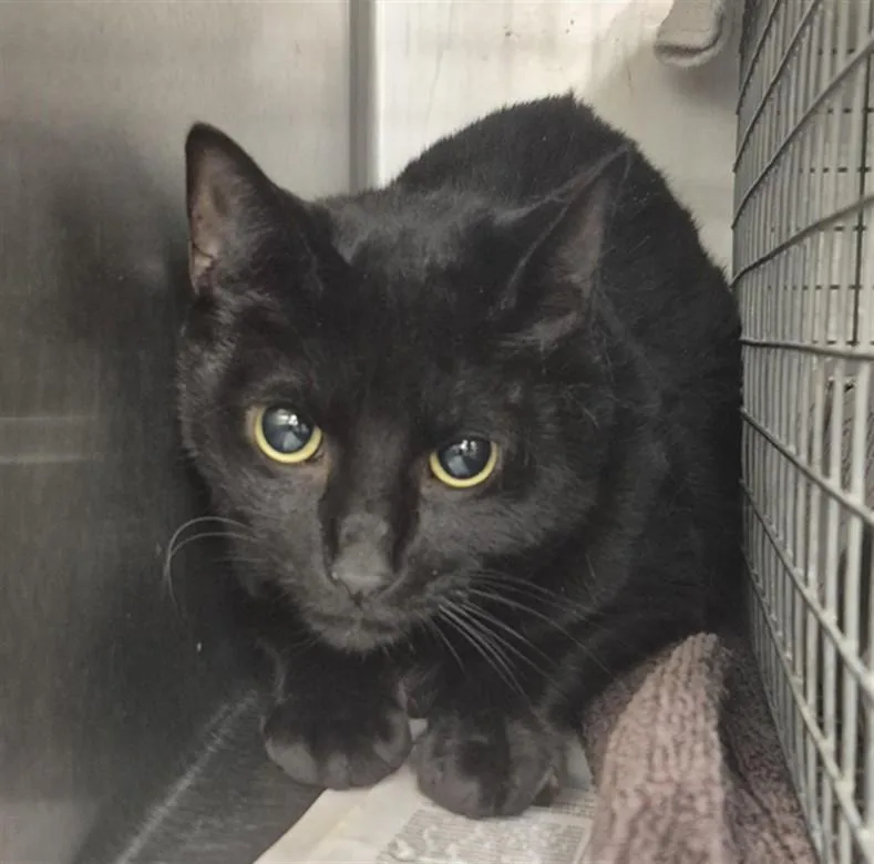 An adult medium-sized male Domestic Short Hair cat named Benjamin for adoption in Houston, TX