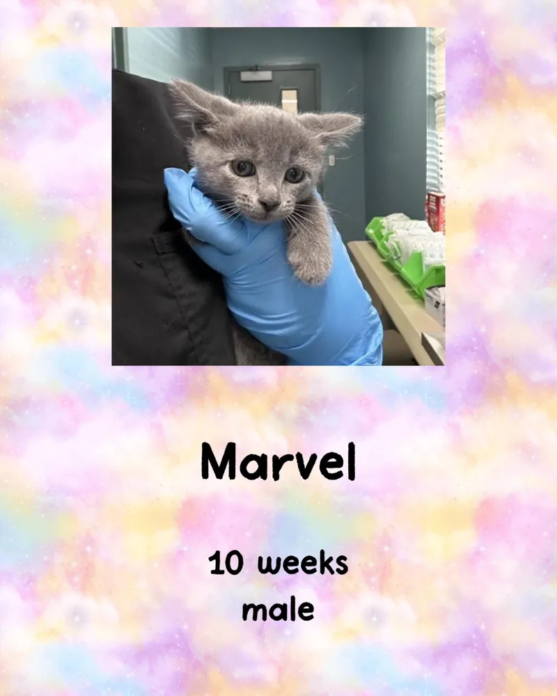 A young medium-sized male Gray / Blue / Silver Domestic Short Hair cat named Marvel for adoption in Holbrook, NY