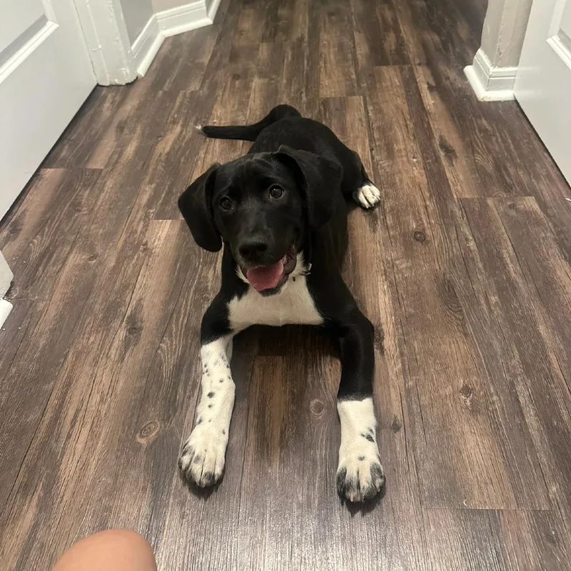 A baby small-sized male Black Hound dog named Lenny for adoption in Springboro, OH