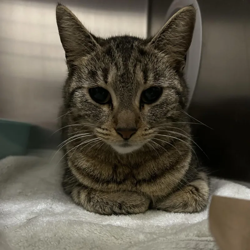 An adult medium-sized female Brown / Chocolate Bengal cat named Daffodil for adoption in Upland, CA
