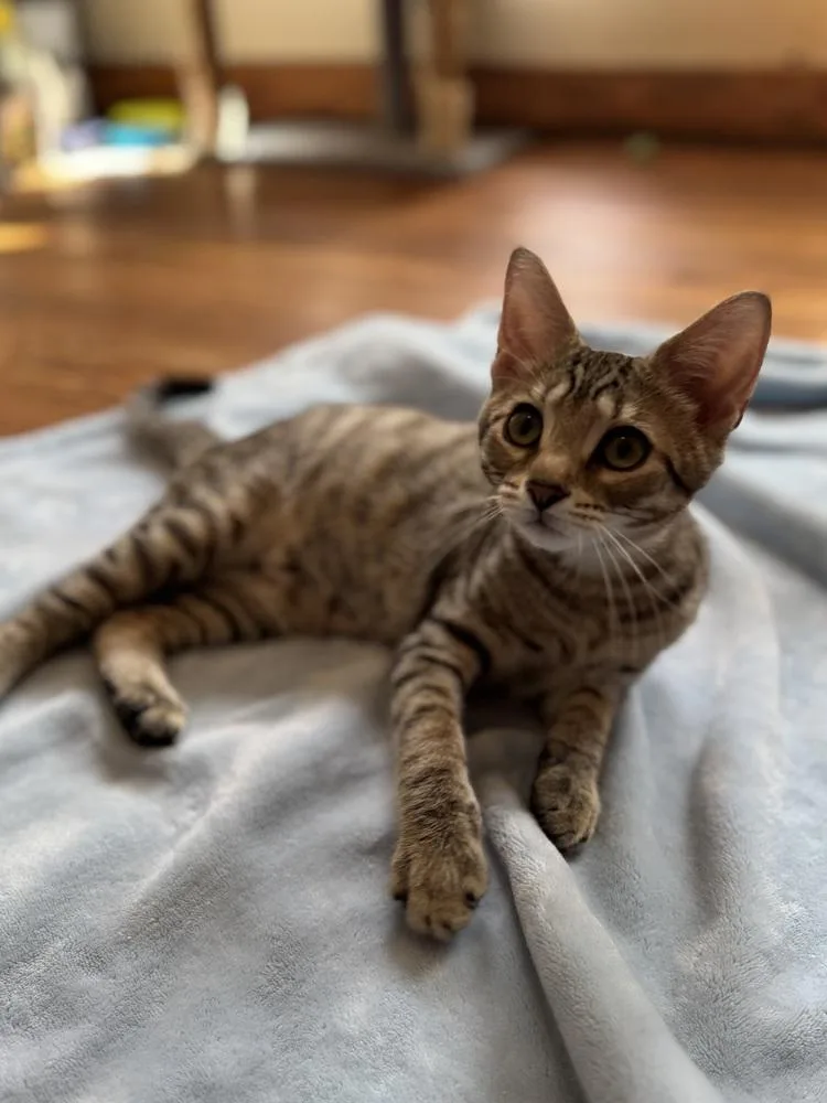 A baby small-sized male Domestic Short Hair cat named Bramblestar for adoption in Dayton, OH