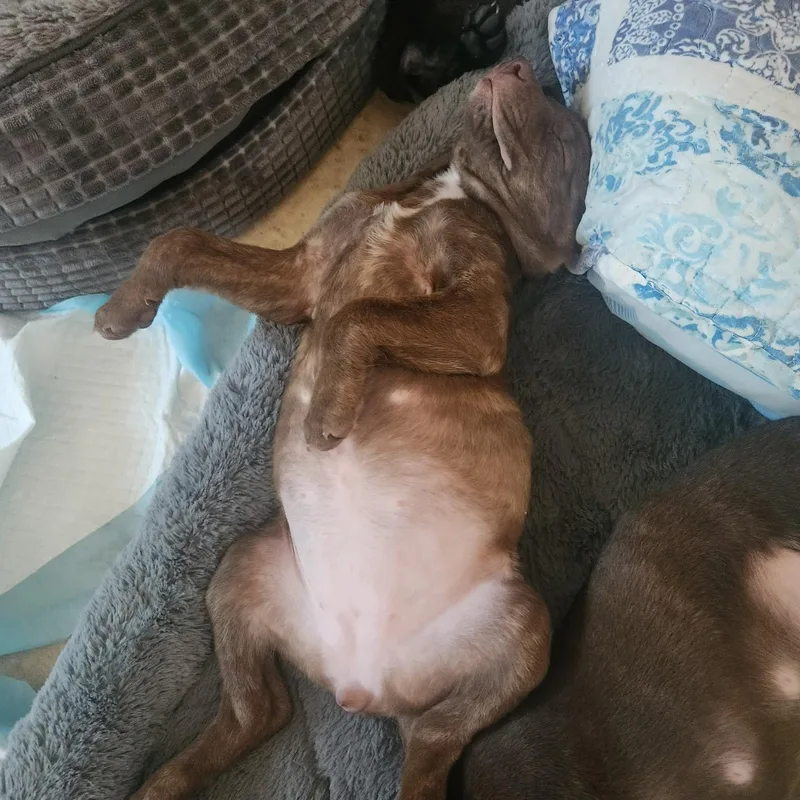 Espresso! thumbnail 2