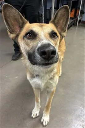 An adult large-sized male German Shepherd Dog dog named Bertie for adoption in Phoenix, AZ