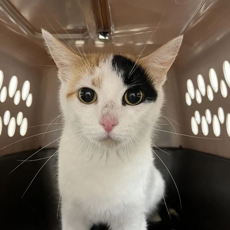 A young medium-sized female Calico Domestic Short Hair cat named SVASStray for adoption in Lyndhurst, VA