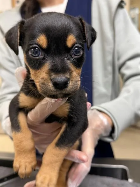 A baby small-sized male Chihuahua dog named Milo for adoption in Riverside, CA