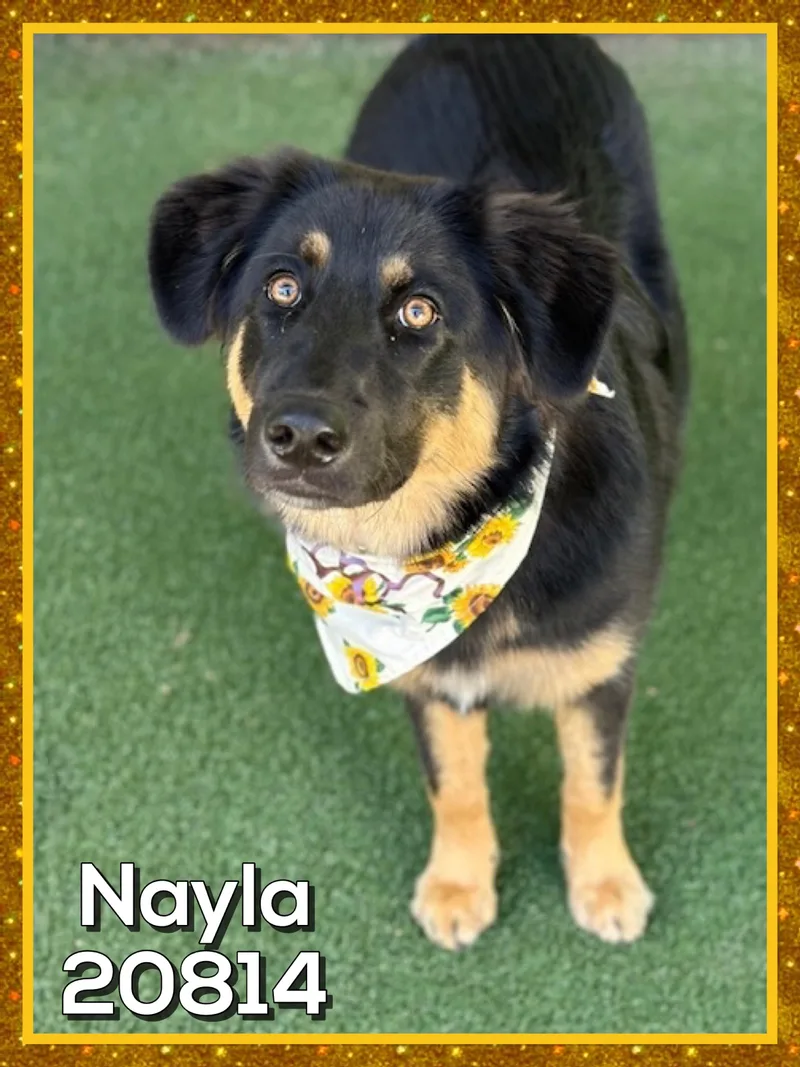 Nayla thumbnail 3
