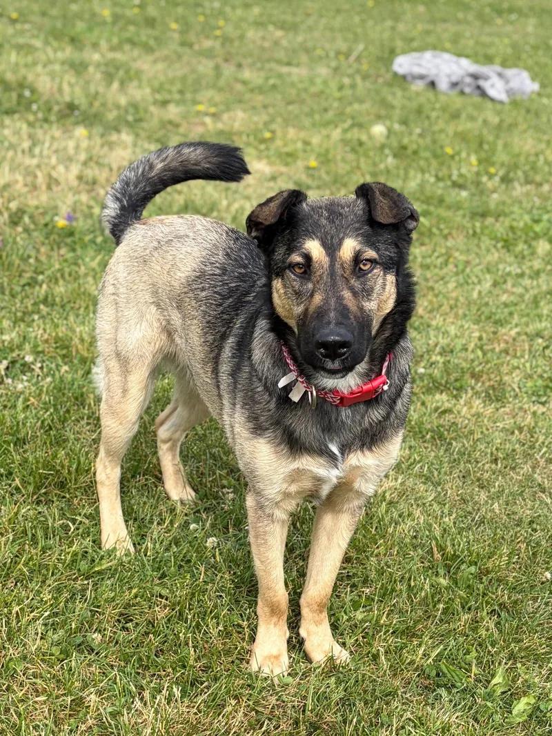 An adult medium-sized female German Shepherd Dog dog named Raven for adoption in Jefferson, WI