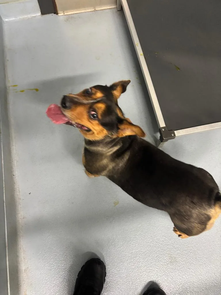 A young large-sized male Mixed Breed dog named Ducky for adoption in Cartersville , GA