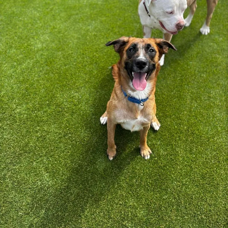 An adult medium-sized female Brown / Chocolate Feist dog named Linda for adoption in Parkersburg, WV